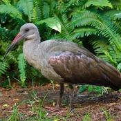 Hadada Ibis